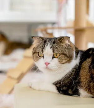 Cat cremation