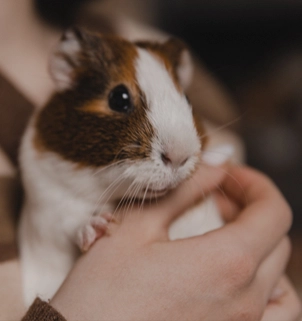 Hamster