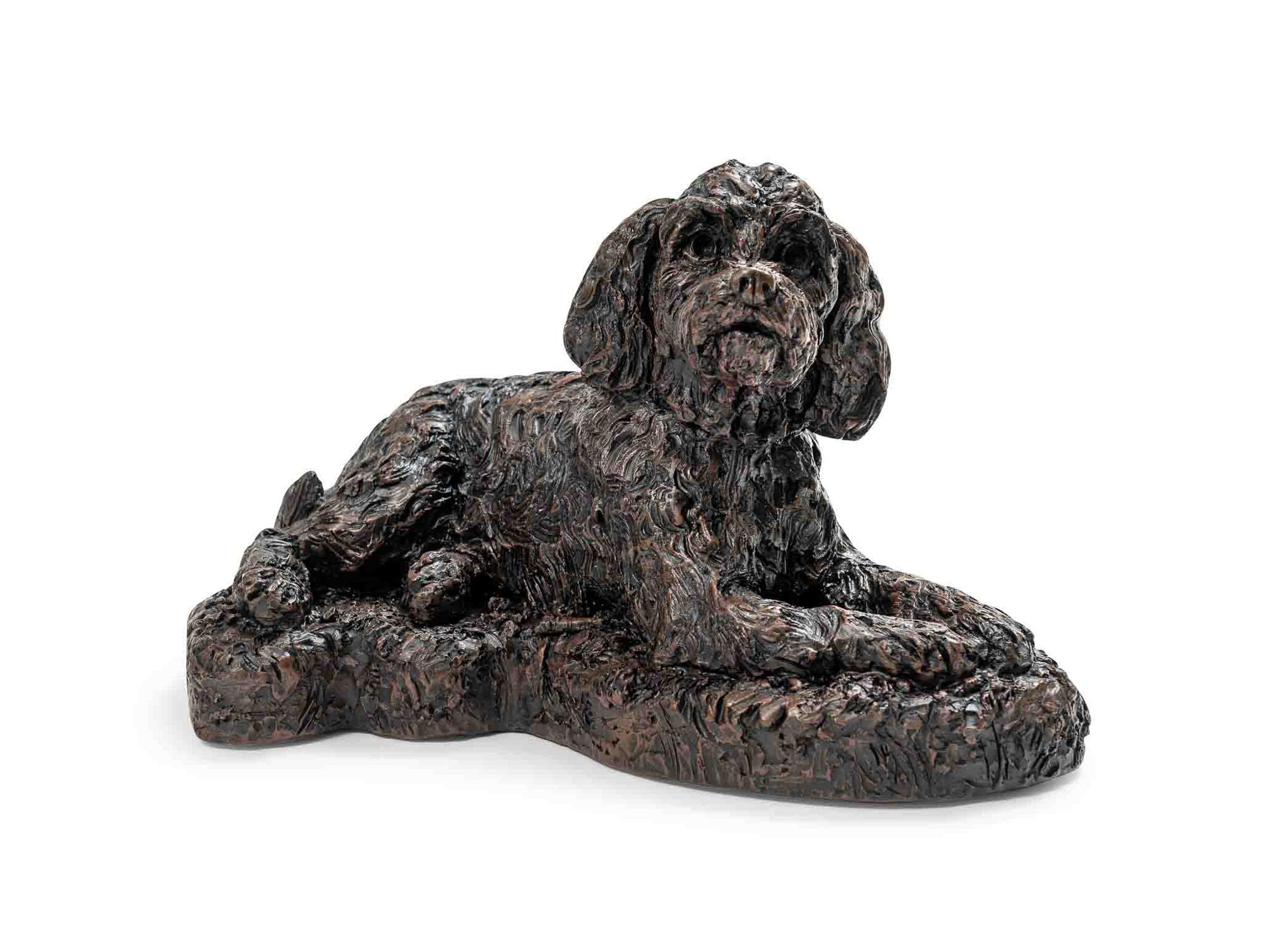 Cockapoo