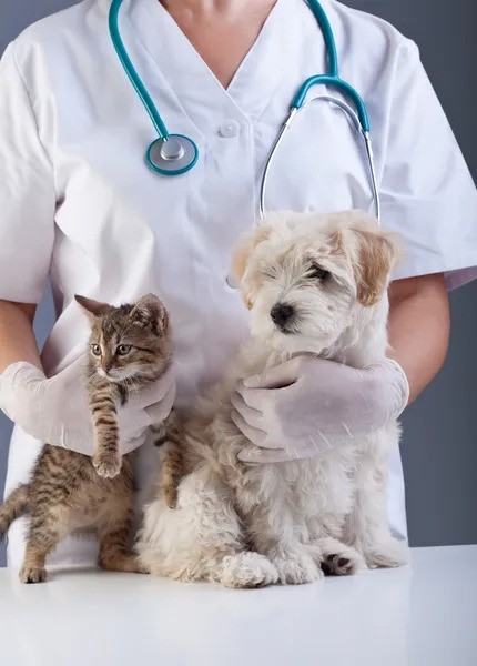At-Home Euthanasia in Partnership with Vets2YourPets